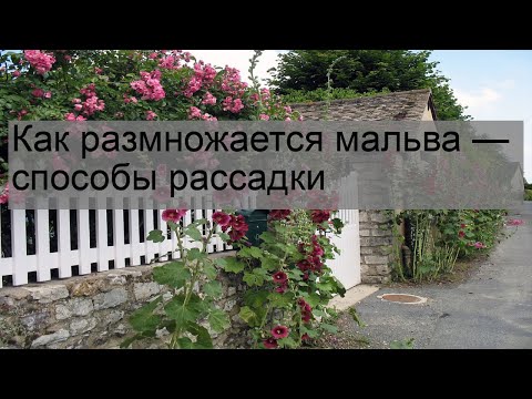 Как размножается мальва способы рассадки