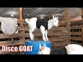 Disco GOAT | The greatest dancing goat of all time