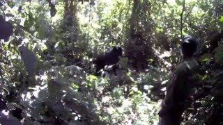 Congo Gorillas, Virunga National Park, DR Congo
