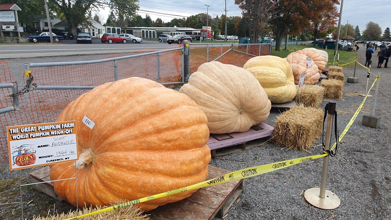 The Great Pumpkin Farm Corn Maze - YouTube