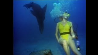 Woman Scuba Diving With Sea Lions 1980