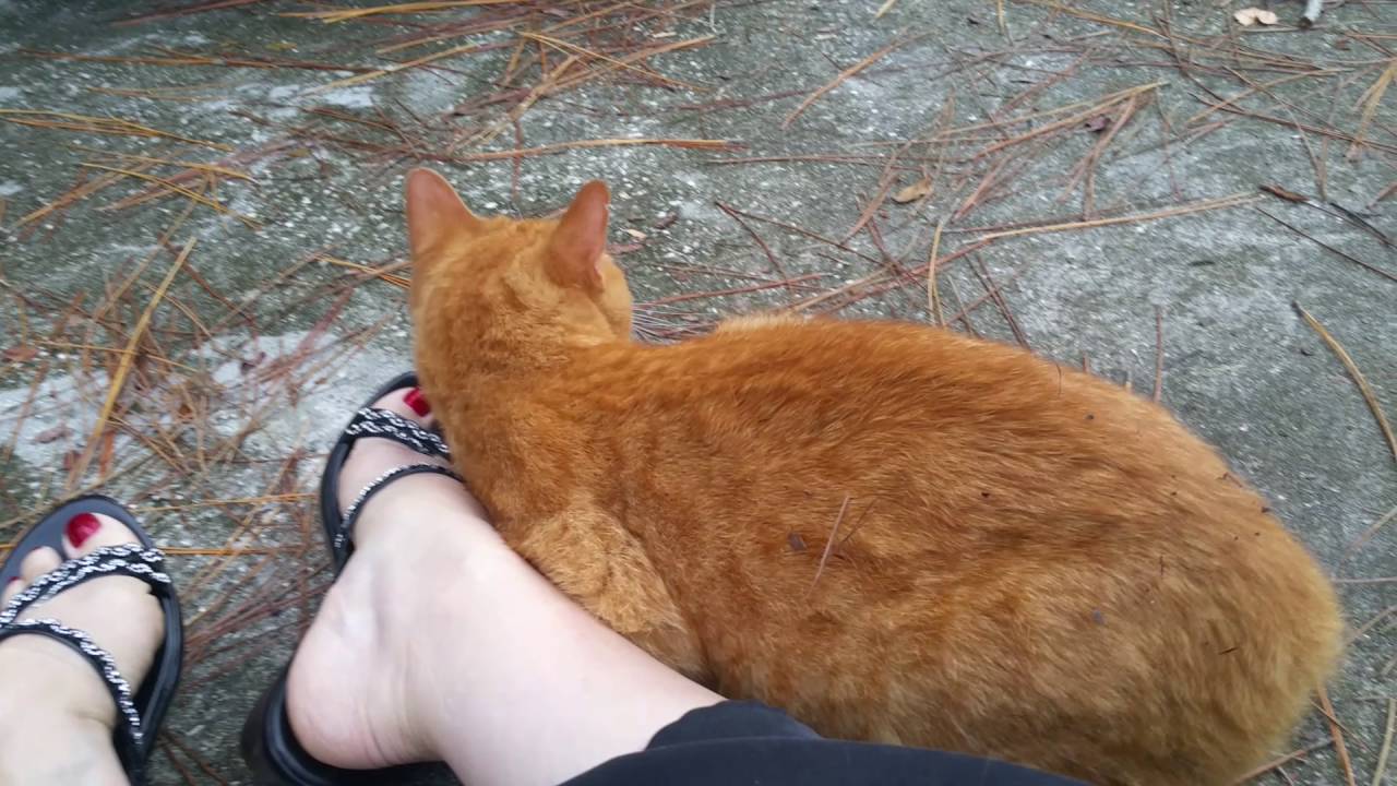 I Helped A Cat YouTube