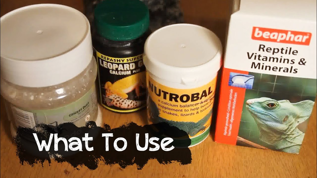 Guide to Leopard Gecko Supplements 