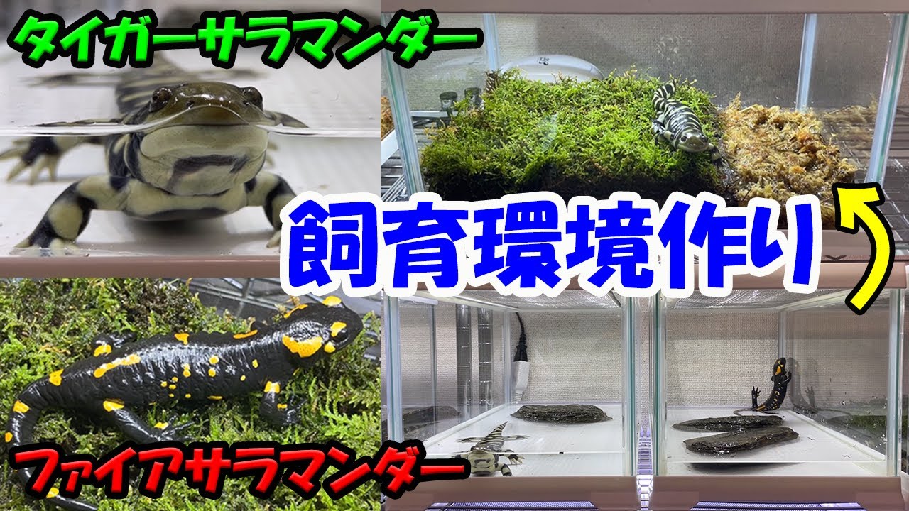 タイガーサラマンダーとファイアサラマンダーの紹介と飼育環境作り・薬 タイガーサラマンダーとファイアサラマンダーの紹介と飼育環境作り・薬