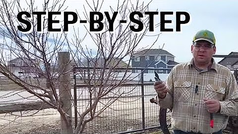 YEAR 4: How To Prune Your Peach Tree