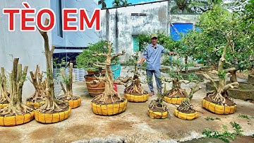 Cây cảnh 7/12 Tèo Em chào bán - Kim Quýt, Nguyệt Quế, Mai Chiếu Thủy, Bông Giấy