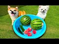 柴犬達がスイカとそうめんを食べる🍉夏バテ防止ご飯(#にゃんてわんだふる)