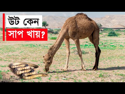 ভিডিও: শকলবিহীন উট কি কখনো মুক্তি পাবে?