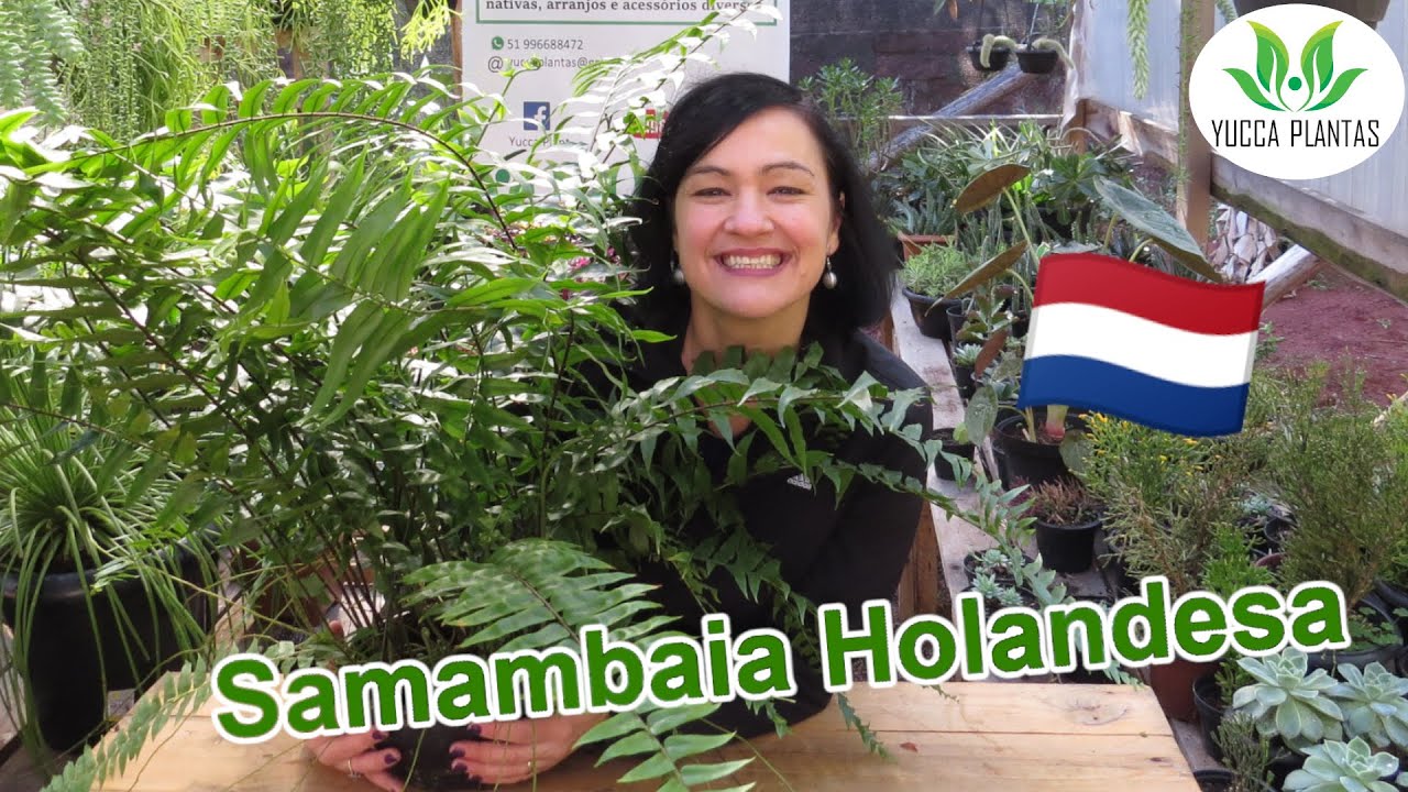 Samambaia Holandesa - Uma Maravilhosa Pteridófita!