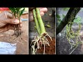 Stem cutting rooting - Best Cuttings Videos