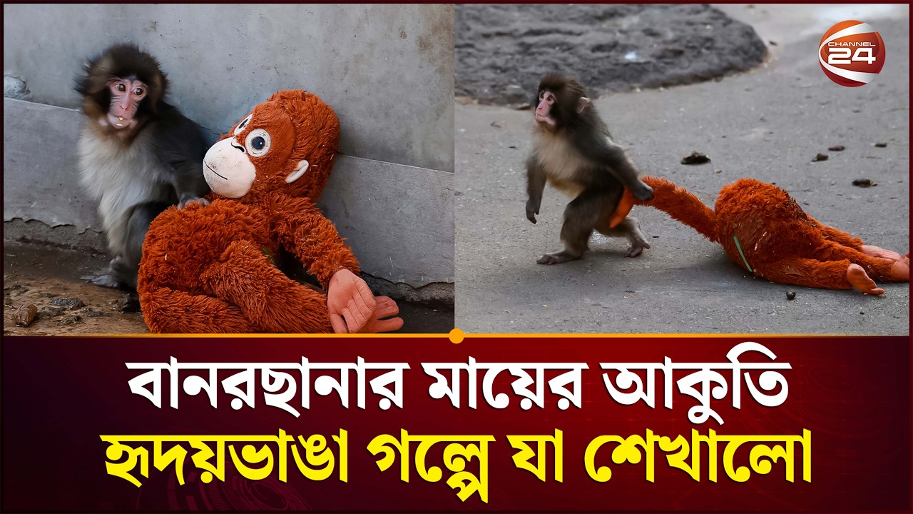 মায়ের বিকল্প কেবলই মা | Monkey Baby | Monkey Emotions | Channel 24