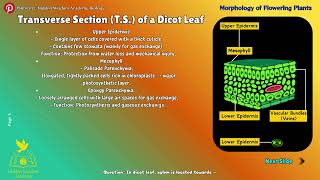 Anatomy Part 4 - Anatomy of Leaf Dicot Monocot NEET 2026 Class 11 Biology Ep 91