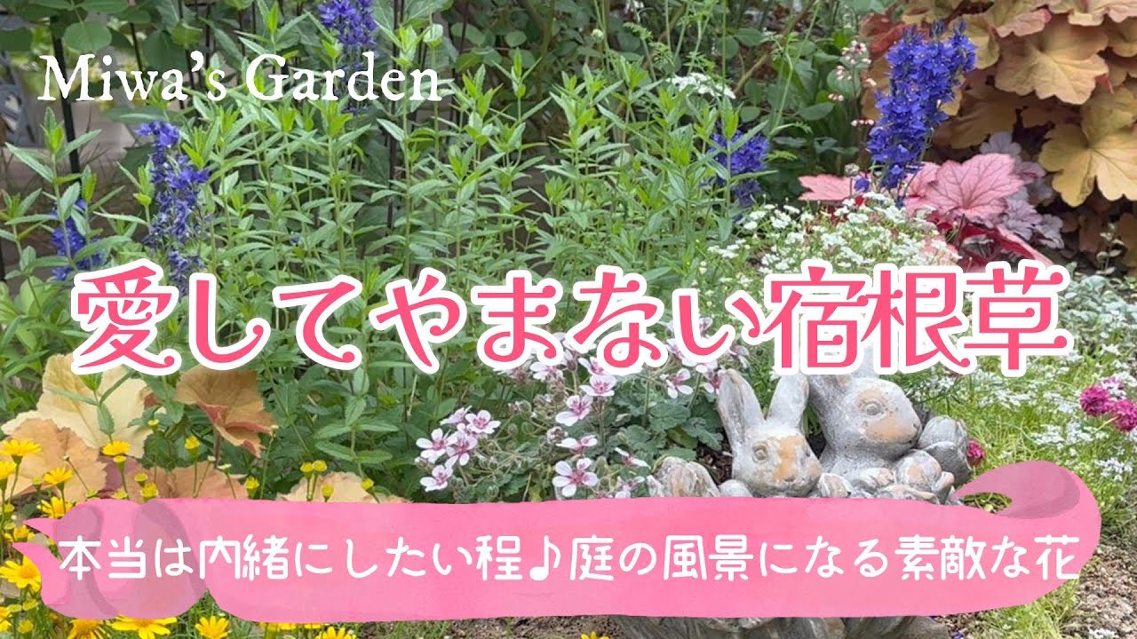 【ガーデニング🌺おすすめ宿根草】ナチュラルな雰囲気が素敵♪愛してやまないお花たち＊ナチュラルガーデンおしゃれな庭づくり