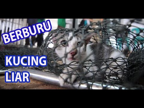 Video: Cara Mengejar Kucing