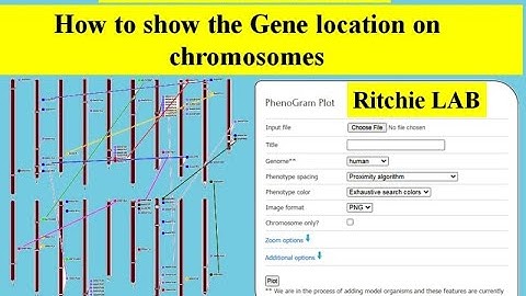 Genome wide study Part 12 | Gene location on chromosome | Phenogram  Ritchie lab | gene duplication