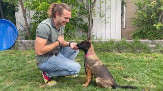 How To Teach Your Dog A Bomb Proof Recall Command