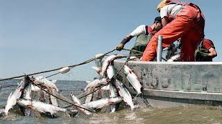 Everyone Should Watch This Fishermens Video - Most Commercial Salmon Fishing On Alaska River