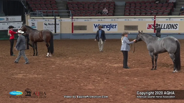 2020 AQHA Amateur Performance Halter Stallions