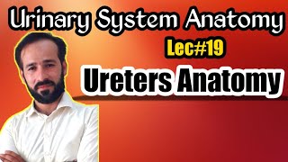 20. Ureters | anatomy of Ureters | structure of ureters | urinary system anatomy
