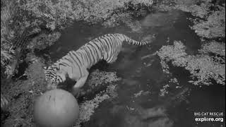 Swimming in the morning, swimming in the evening, swimming at suppertime. Dutchess tiger BCR .