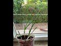 "Want a Green Onion Tutorial? 🧅 #greenonion #garden