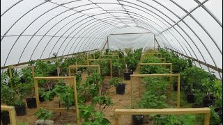 The Fig Greenhouse:::  Varieties that  set fruit at 8 weeks part 1