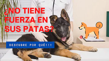 ¿Por qué los perros abren las patas traseras cuando se les acaricia?