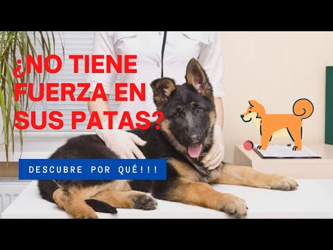 Video: ¿Cuáles son las causas de los abscesos en los perros?