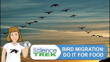 Bird Migration: Doing It For Food! | Science Trek
