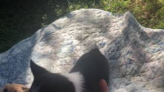 9 week old chihuahua puppy, black and white female short coat