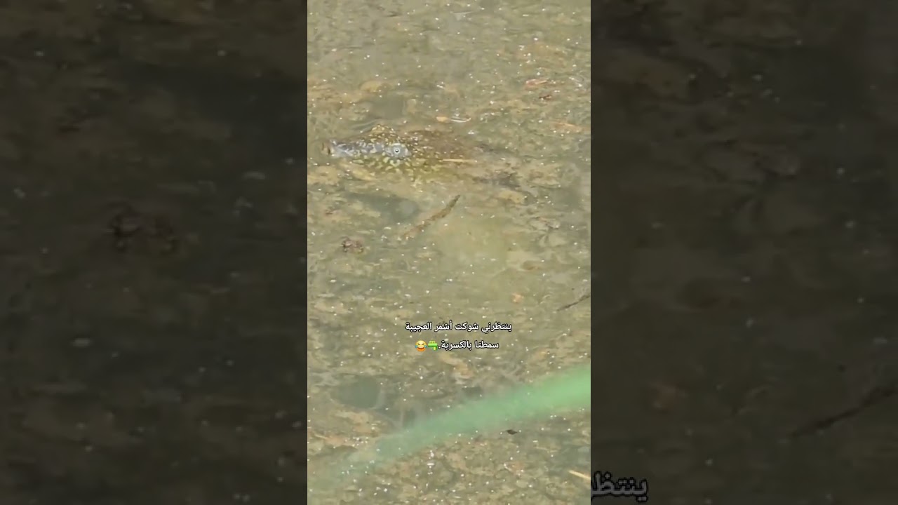 عاجل ضهور حيوان غريب في العراق