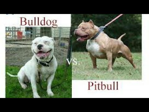 Pitbull vs pakistani bully full fight 