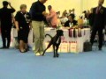 World Dog Show 2014 boxer male junior class 06 Marley Da Toleria