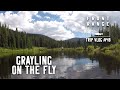 Fly fishing for colorado grayling  vlog 48