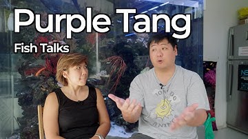 Fish Focus Fridays! Purple tang; Zebrasoma xanthurum Spotlight!