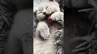 Scottish Fold Cat Breed! Cute Baby Kittens ❤ #music #happy #cats #relaxing #chill #cute #funny