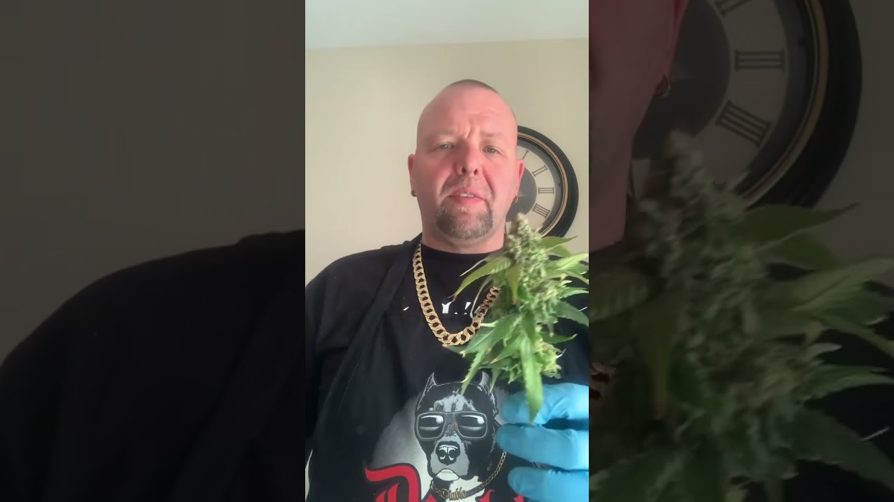 Educational purposes only How to wet trim your medical marijuana