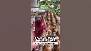 (FULL VIDEO POSTED!) 🧅🎉 How to prep, harvest, cure, and store onions long term