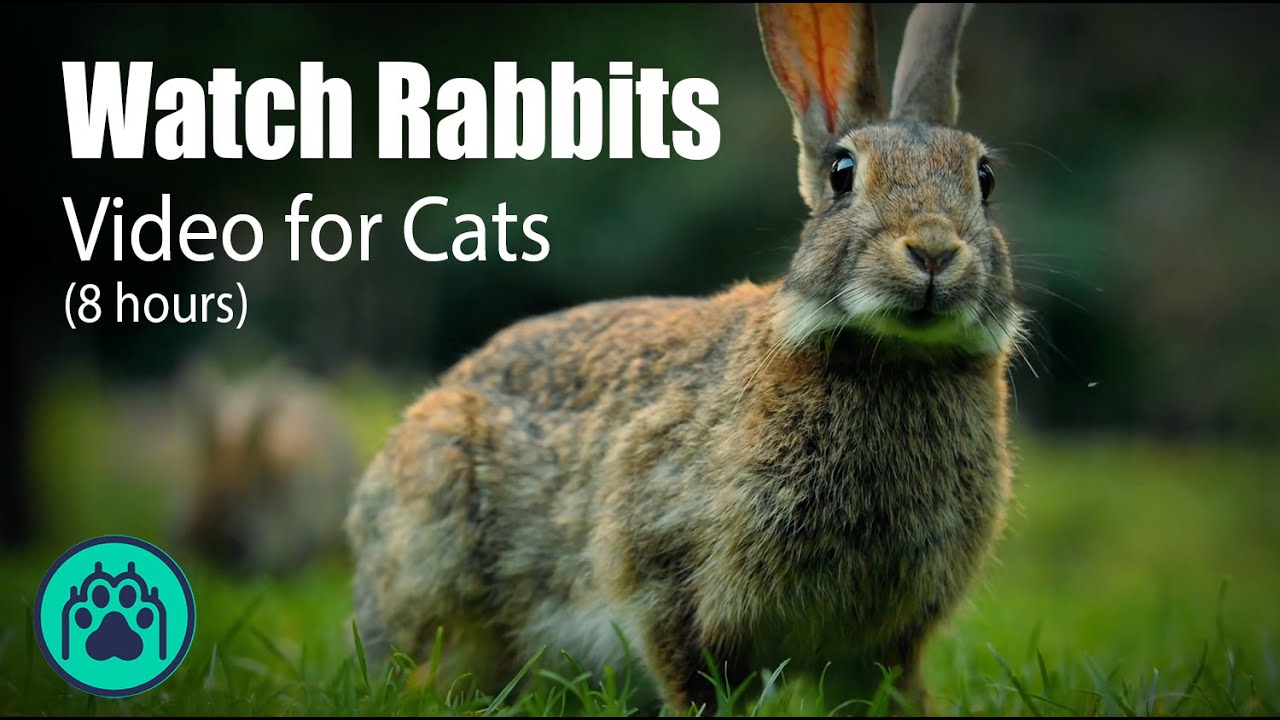 Cat Watching Rabbits CAT TV for Cats to Watch 🐱: 8 Hours of Bunny 🐰 Rabbits Extravaganza ...