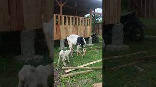 Kambing Lagi Menyusui