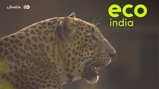 Eco India: How humans and leopards are co-existing in Mumbai screenshot 5