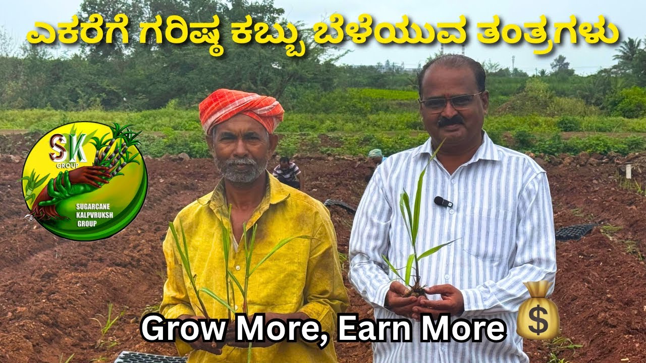 ಎಕರೆಗೆ ಗರಿಷ್ಠ ಕಬ್ಬು ಬೆಳೆಯುವ ತಂತ್ರಗಳು | Techniques to Grow Maximum Sugarcane per Acre