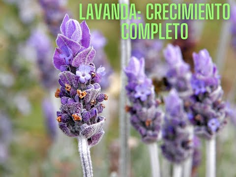 Video: Qué es la lavanda fenomenal: información sobre el cultivo de lavanda fenomenal