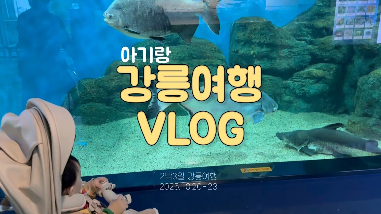 11개월 아기와 2박3일 강릉 여행 (아이랑 가기좋은 곳, 아쿠아리움, 동물농장, 강릉맛집, 카페)