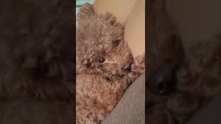 Homecafe A Series By Choochoofilms