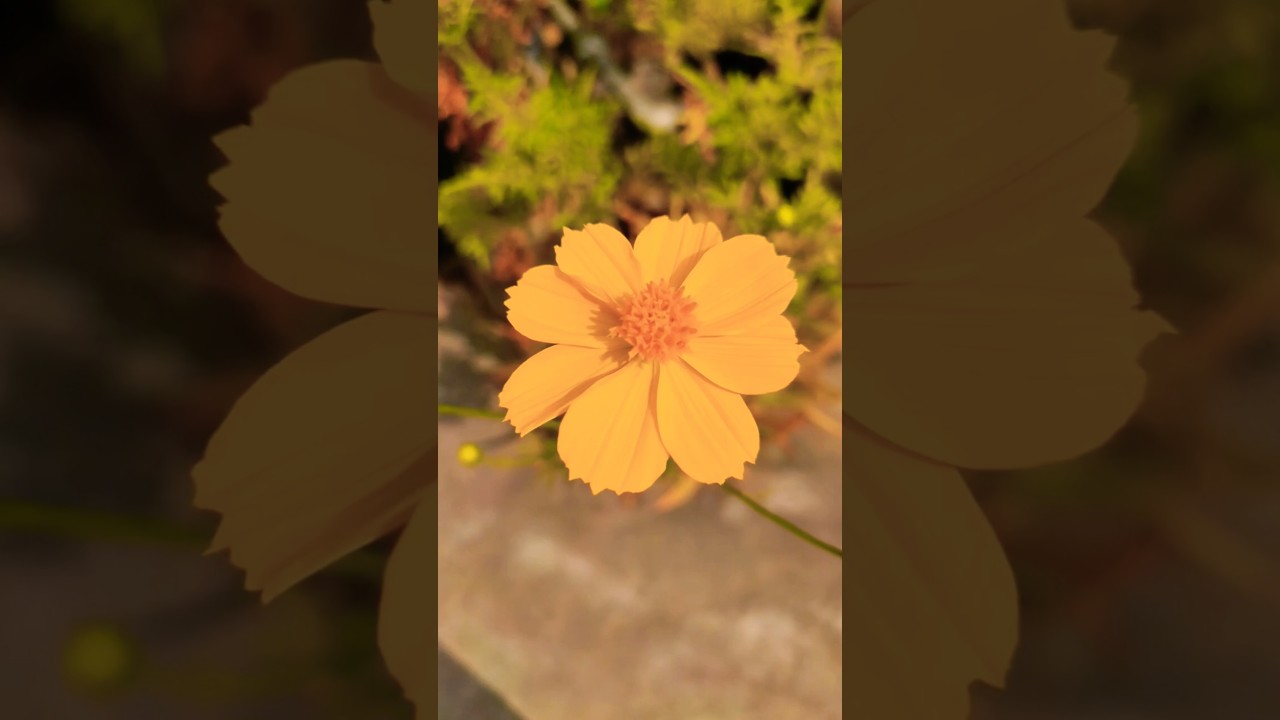 Cosmos Flowers 💐🌱🥰❤️