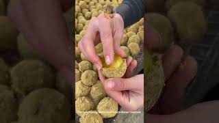 wu Xiang Bian Egg agricultural Products henan Tangxin Bian Egg handmade Cuisinefd965