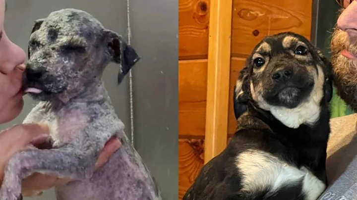 The stray dog's journey from neglect and suffering...