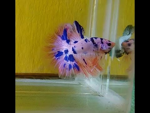 9300 Koleksi Cupang Plakat Halfmoon Gratis Terbaik