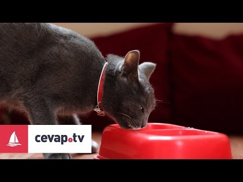 Video: Satın Almadan önce Kedinizin Sağlığı Nasıl Kontrol Edilir